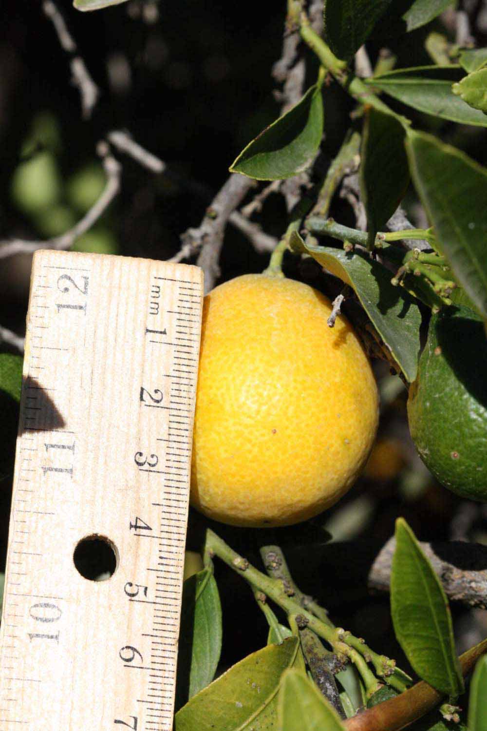            Fruit (Riverside, CA)   